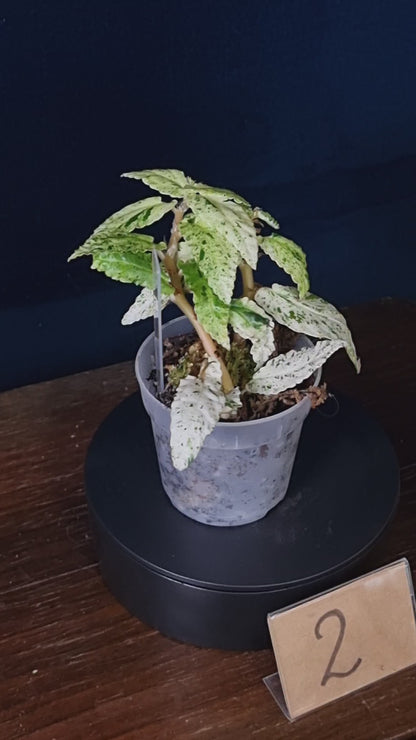 Pellonia Repens Variegata