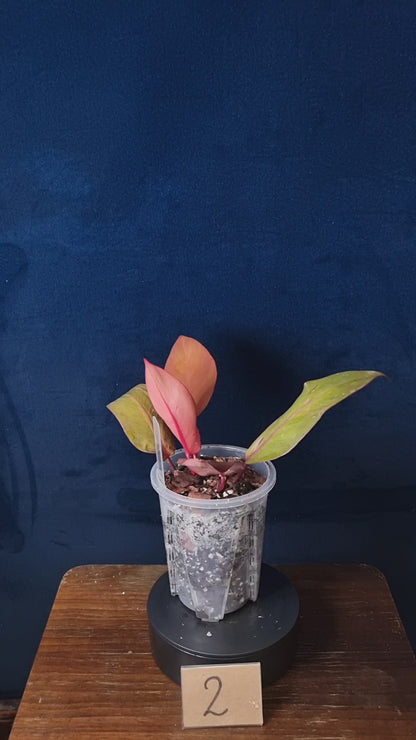 Philodendron Persimmon Princess