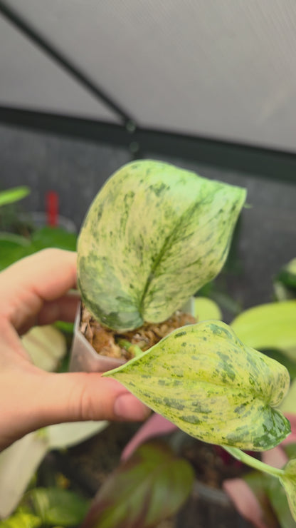 Scindapsus Peasun Small