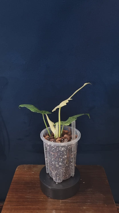 Philodendron Golden Dragon Mint