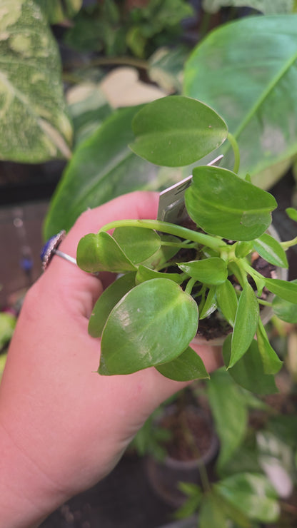 Philodendron Corcovadensis - Small
