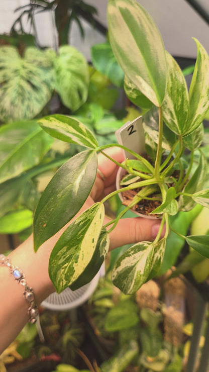 Philodendron Emerald Ice - Small