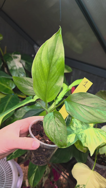 Monstera aff. Obliqua Filamentous