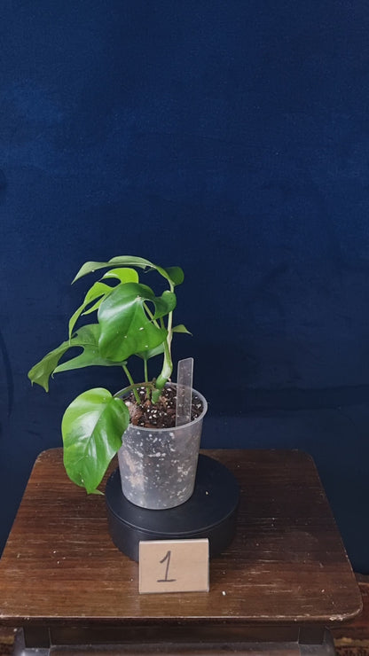 Rhaphidophora Tetrasperma Aurea Medium