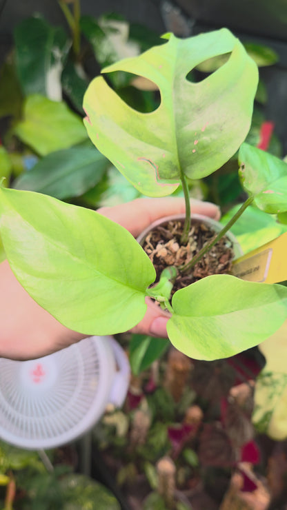 Rhaphidophora Tetrasperma Aurea