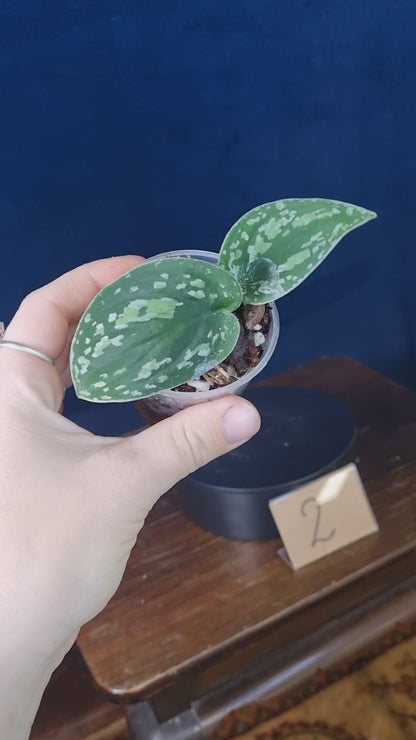 Scindapsus Pictus Tricolor