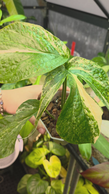 Amydrium Medium Variegata Medium