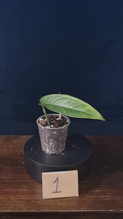 Monstera Obliqua Yasuni