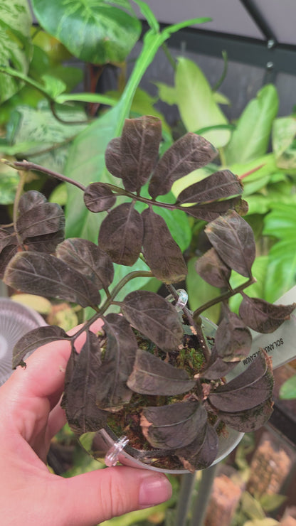 Solanum Uleanum