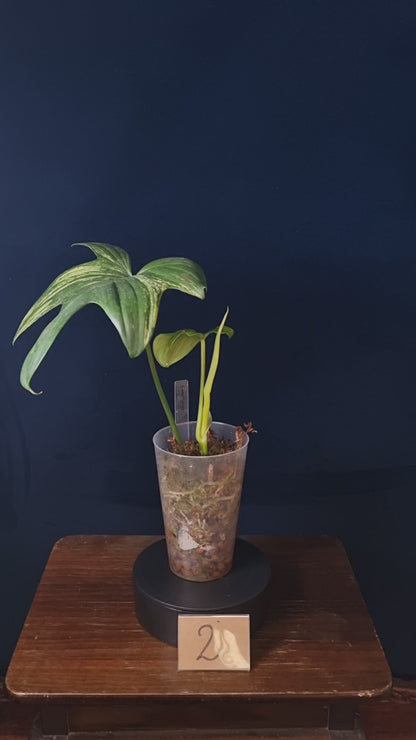 Philodendron Pedatum Variegata