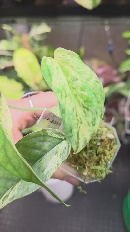 Epipremnum Pinnatum Cebu Blue Variegata