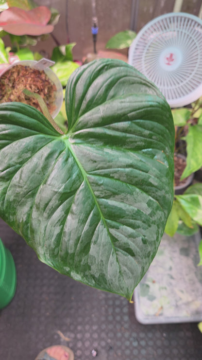 Philodendron Majestic