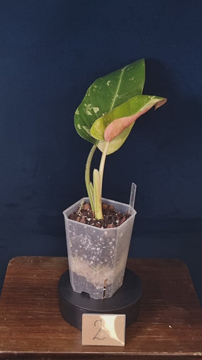 Philodendron Whipple Way Marble/Mint