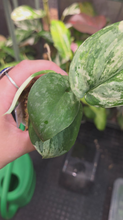 Scindapsus Halimoon (High variegation) - Medium