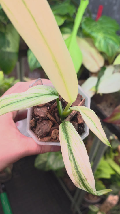 Epipremnum Amplissimum Silver Stripe Albo