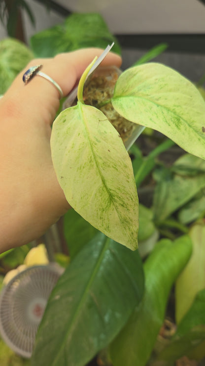 Monstera Laniata Mint