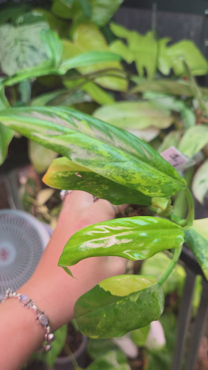 Philodendron Domesticum Variegata
