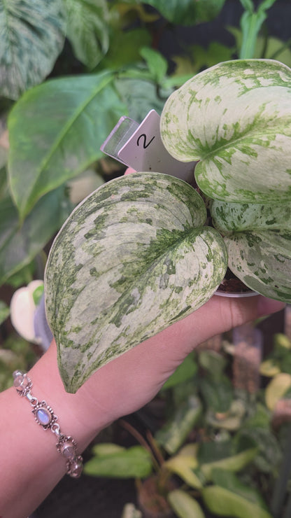 Scindapsus Peasun