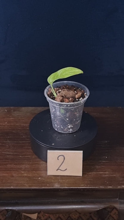 Monstera Obliqua Mayuna Variegata Small