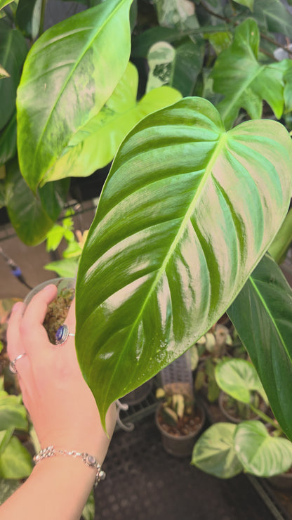 Philodendron Esmeraldense