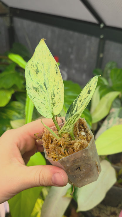 Scindapsus Jade Satin Marble Queen Small