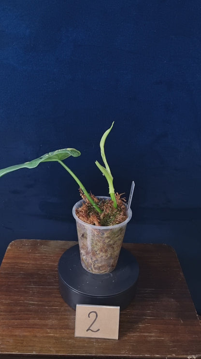 Philodendron Bipennifolium Variegata