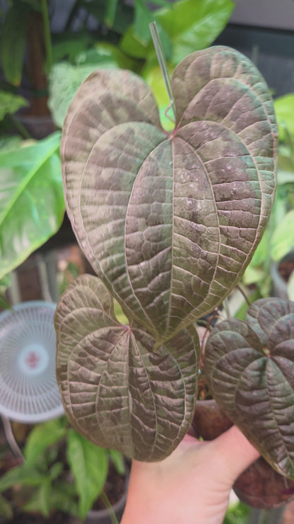 Dioscorea Discolor