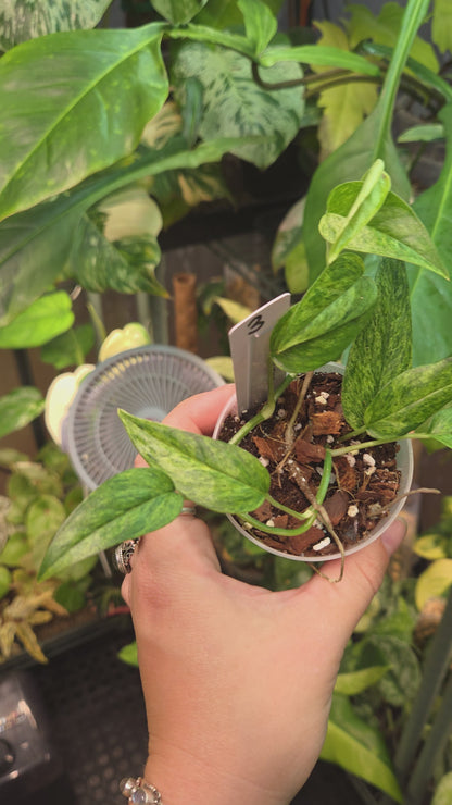 Epipremnum Pinnatum Cebu Blue Mint