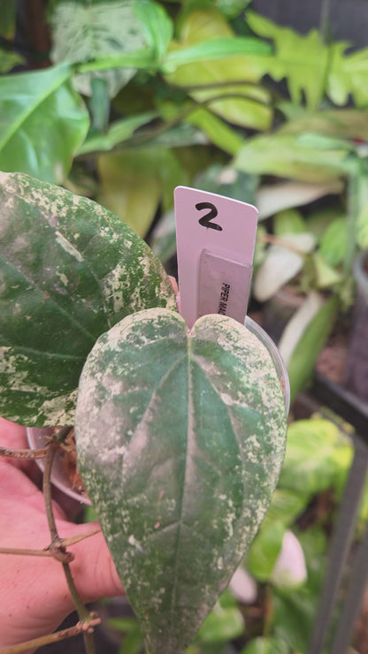 Piper Macropiper Variegata