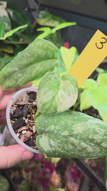 Scindapsus Halimoon Small