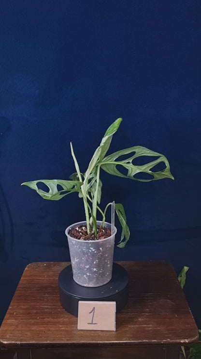 Monstera Adansonii Indonesian Marble