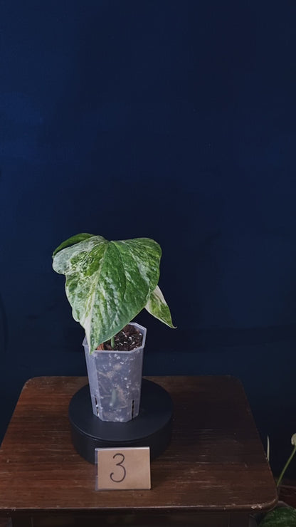 Amydrium Medium Variegata