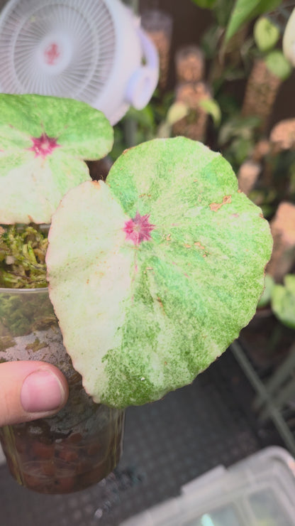 Begonia Rouge Variegata