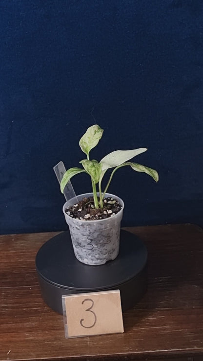 Monstera Laniata Mint