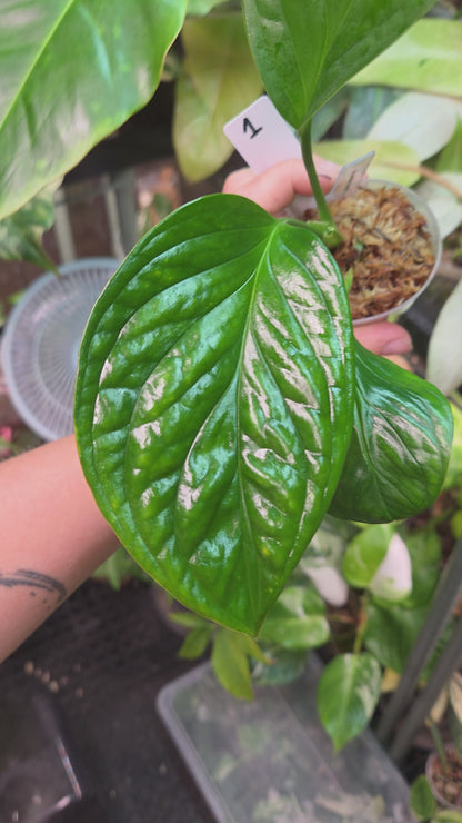 Monstera Pinnatipartita