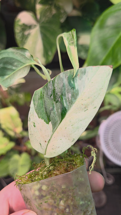 Monstera Laniata Variegata