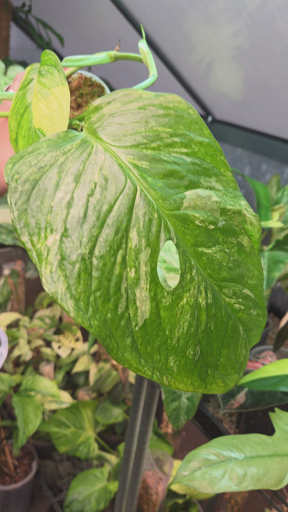 Monstera Obliqua Mayuna Variegata
