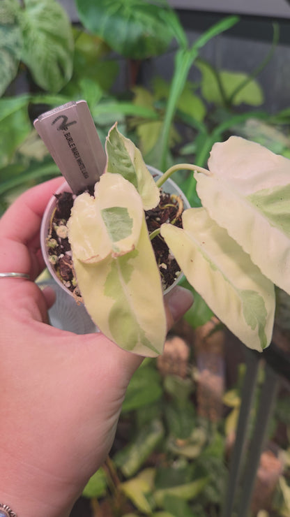 Philodendron Burle Marx White Lava