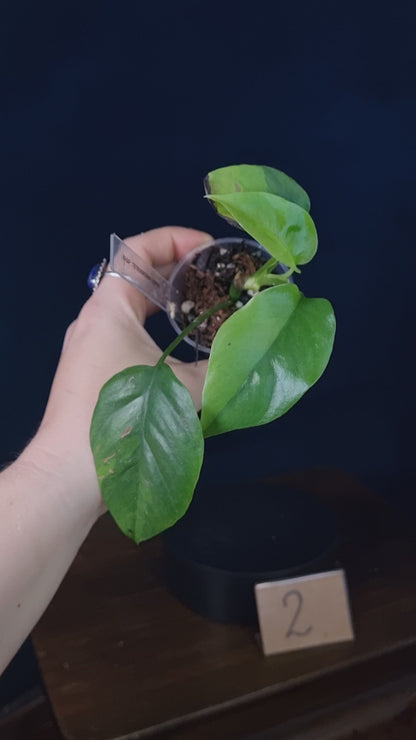 Rhaphidophora Tetrasperma Aurea Small