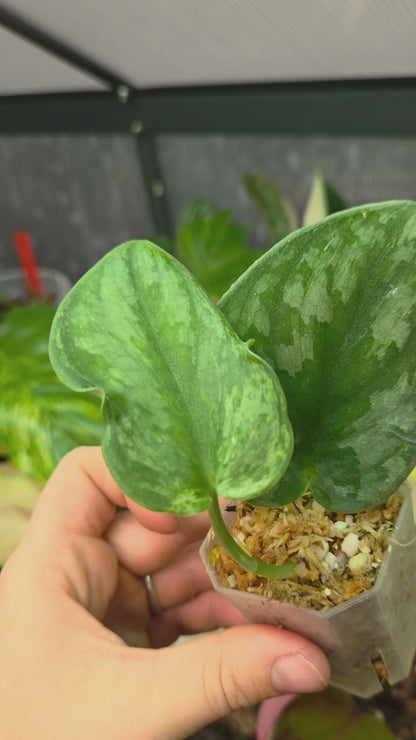 Scindapsus Silver Knight Variegata