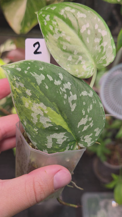 Scindapsus Sentarum Variegata