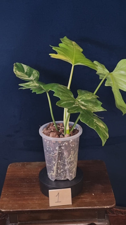 Philodendron Florida Beauty x Mayoi