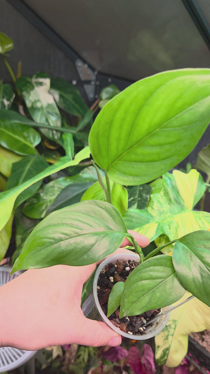 Monstera aff. Obliqua Filamentous