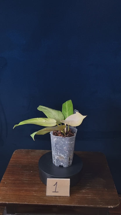 Philodendron Whipple Way Mottled