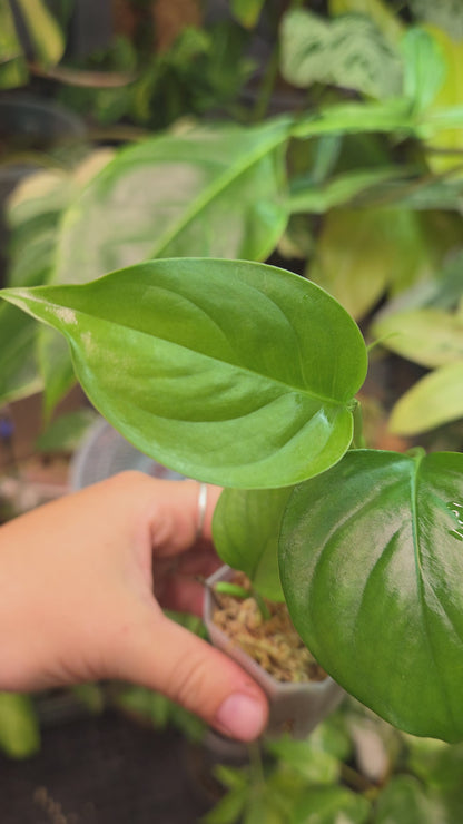 Monstera Aff. Obliqua Filamentous