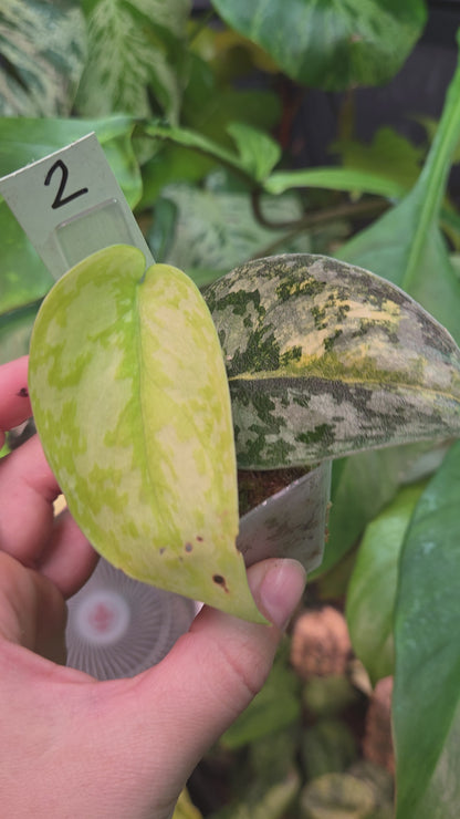 Scindapsus Apolaki