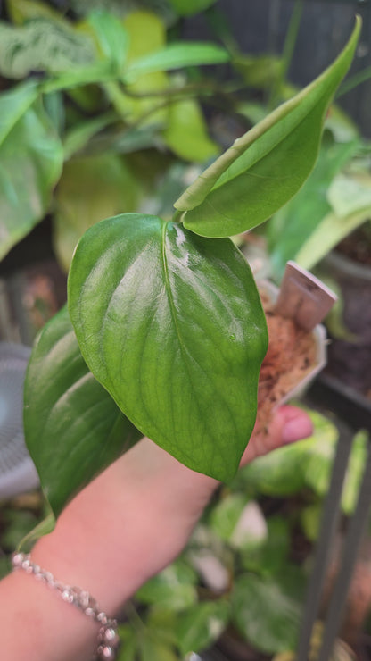 Monstera Aff. Obliqua Filamentous