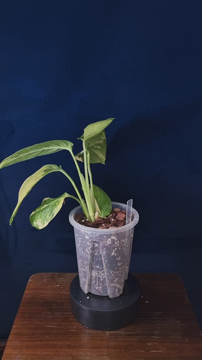 Monstera Obliqua Mayuna Variegata