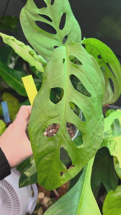 Monstera Epipremnoides Esqueletto