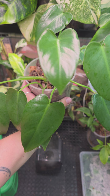 Philodendron Corcovadensis - Medium